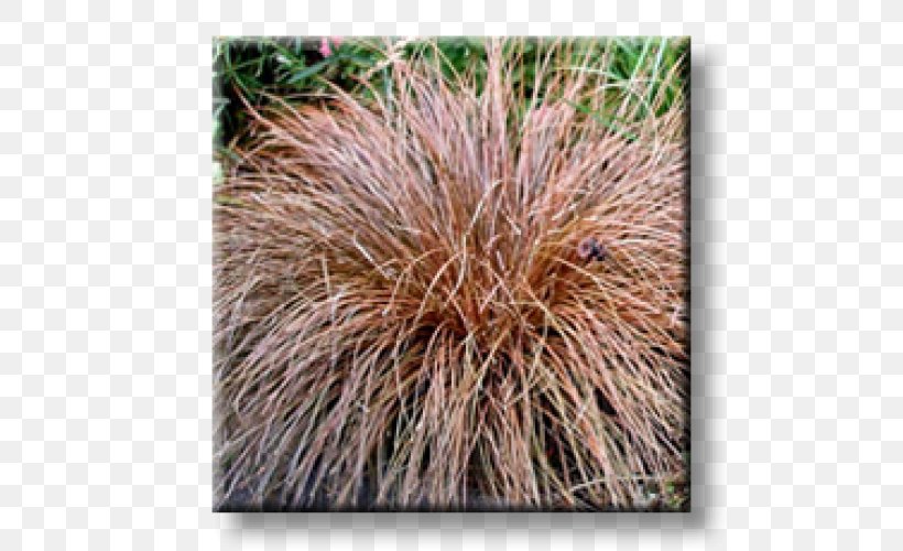 Sedges Buchanan's Sedge Carex Tricolor Grass Carex Comans, PNG, 500x500px, Sedges, Bronze, Commodity, Grass, Grass Family Download Free