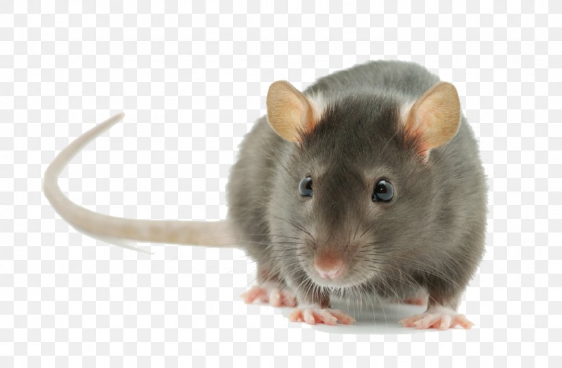 Brown Rat Rodent Mouse Black Rat Pest Control, PNG, 1024x673px, Brown Rat, Bed Bug, Black Rat, Dormouse, Fancy Rat Download Free