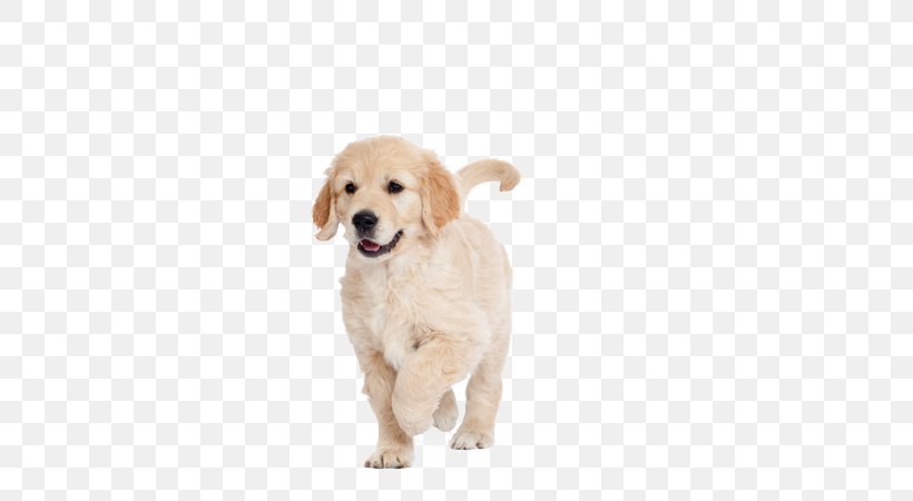 Golden Retriever Puppy Dog Breed Labrador Retriever Companion Dog, PNG, 580x450px, Golden Retriever, Animal, Breed Group Dog, Carnivoran, Cat Download Free