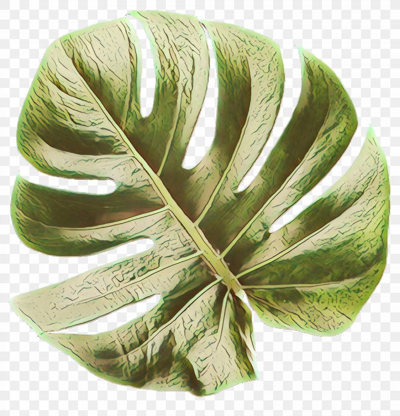 Green Leaf Background, PNG, 1968x2047px, Cartoon, Alismatales, Anthurium, Arum Family, Feather Download Free