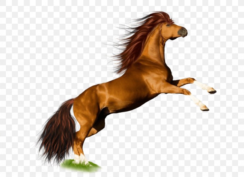 Mustang Pony Stallion Mane, PNG, 1024x746px, Mustang, Autocad Dxf, Horse, Horse Like Mammal, Layers Download Free