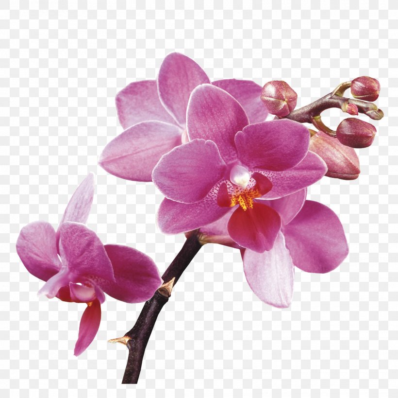 Orchids Clip Art, PNG, 1600x1600px, Orchids, Blossom, Color, Cut Flowers, Flower Download Free