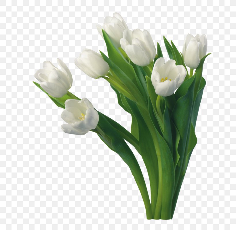 Tulip Flower Desktop Wallpaper Rose White, PNG, 688x800px, Tulip, Blue Rose, Color, Cut Flowers, Floral Design Download Free