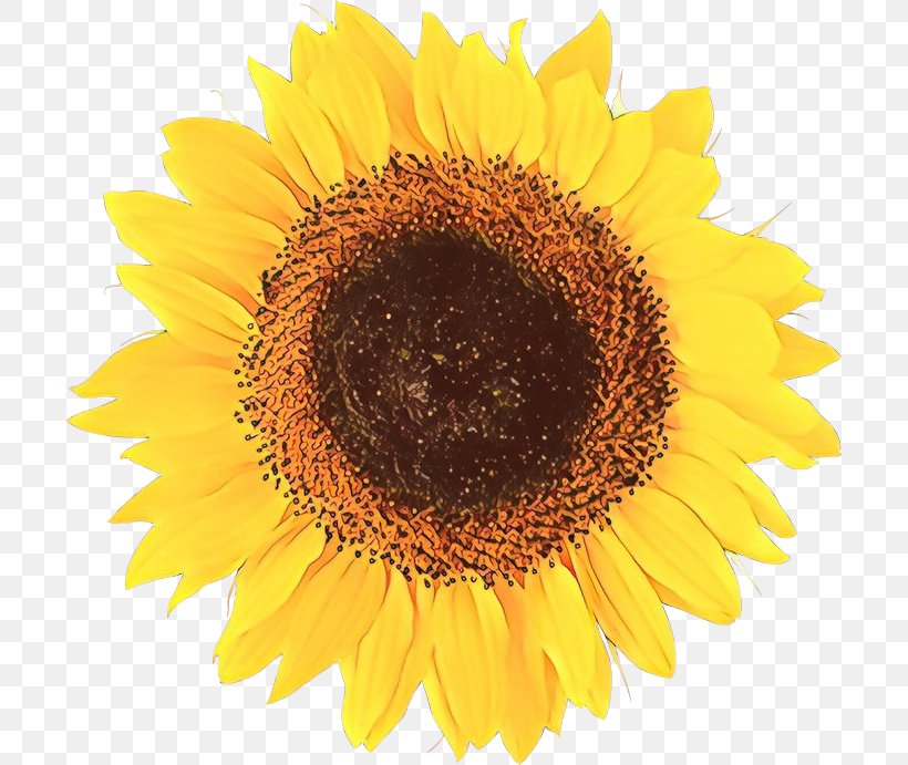 Vector Graphics Image Illustration Drawing Common Sunflower, PNG, 700x691px, Drawing, Annual Plant, Asterales, Common Sunflower, Cuisine Download Free