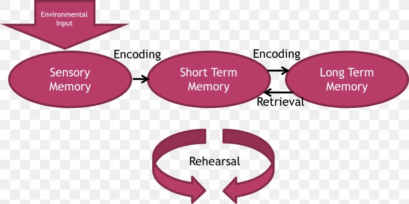 Atkinson–Shiffrin Memory Model Short-term Memory Long-term Memory Psychology, PNG, 1309x653px, Memory, Bella Thorne, Brand, Communication, Diagram Download Free