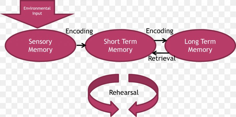 Atkinson-Shiffrin Memory Model Short-term Memory Long-term ...