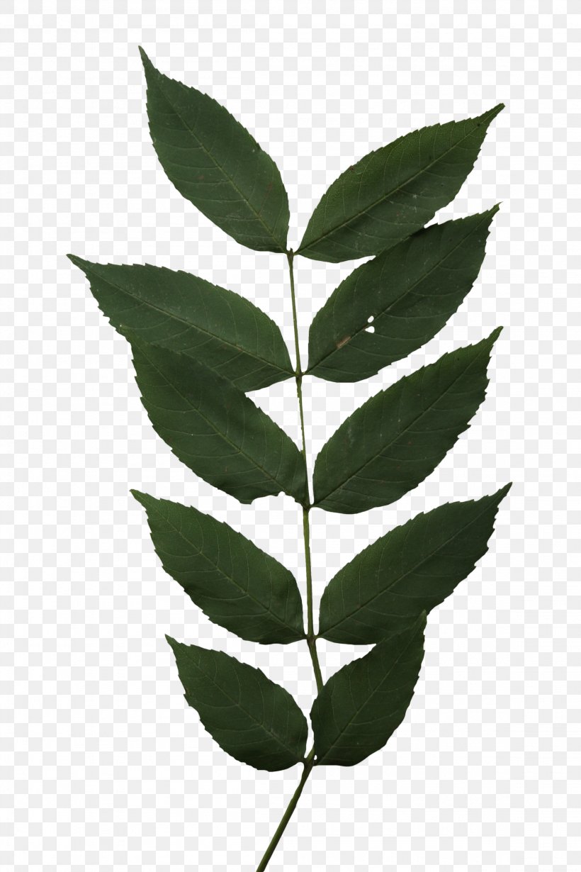 Boxelder Maple Leaf Twig Tree Ash, PNG, 2304x3456px, Boxelder Maple, Ash, Birch, Branch, Hornbeam Download Free