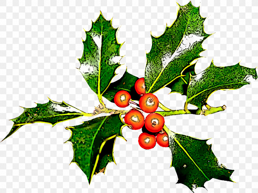 Christmas Holly Ilex Holly, PNG, 1300x976px, Christmas Holly, American Holly, Chinese Hawthorn, Christmas, Currant Download Free