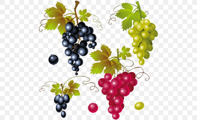 Red Wine Common Grape Vine Clip Art, PNG, 500x500px, Wine, Berry, Common Grape Vine, Flowering Plant, Food Download Free