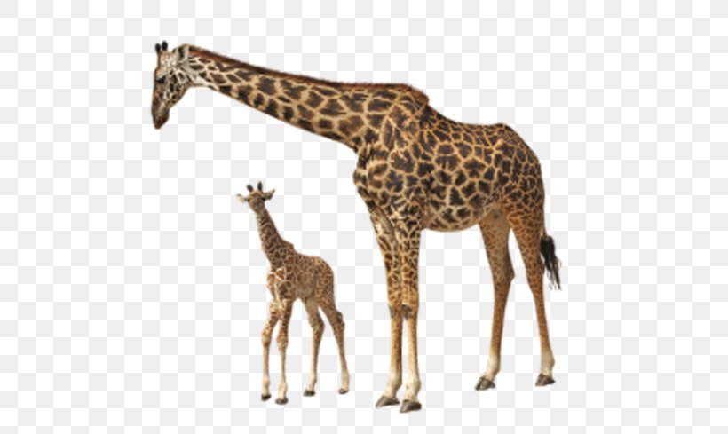 Rothschilds Giraffe Felidae Clip Art, PNG, 600x489px, Rothschilds Giraffe, Display Resolution, Fauna, Felidae, Giraffe Download Free