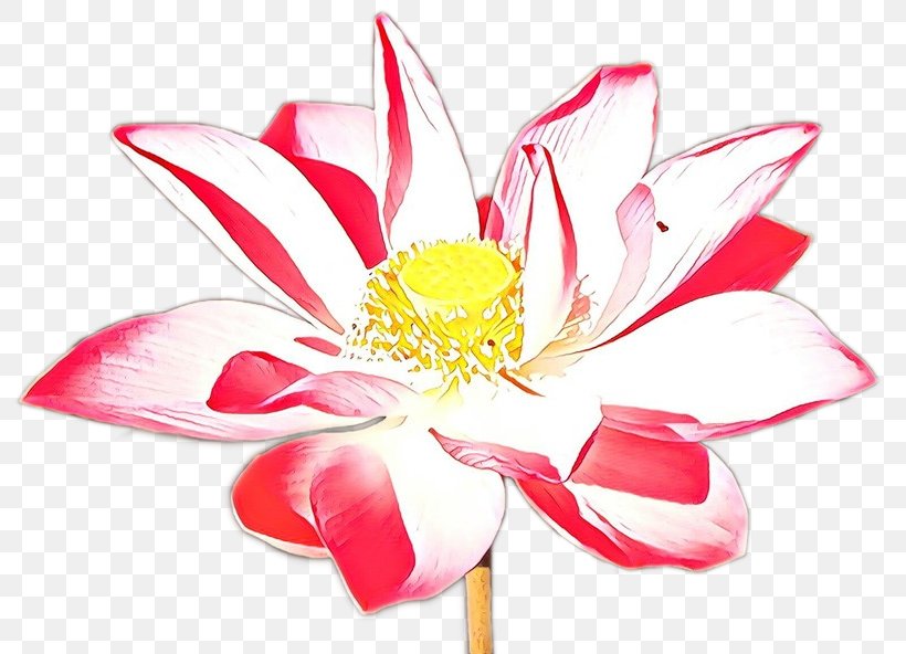 White Lily Flower, PNG, 805x592px, Floral Design, Anthurium, Aquatic Plant, Aquatic Plants, Artificial Flower Download Free