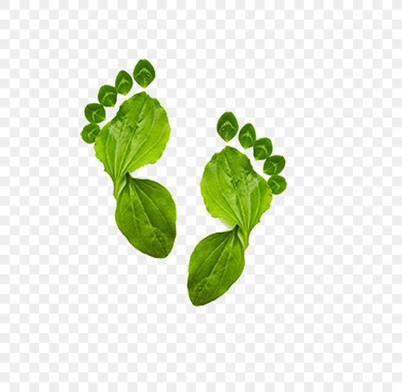 Ecological Footprint Environmentally Friendly Carbon Footprint Ecology, PNG, 800x800px, Ecological Footprint, Carbon Footprint, Ecology, Environmentally Friendly, Footprint Download Free