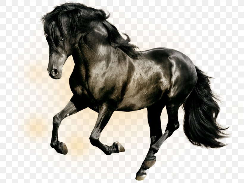 Horse Stallion High-definition Television Black Wallpaper, PNG, 1575x1181px, 4k Resolution, Horse, Black, Black And White, Bridle Download Free