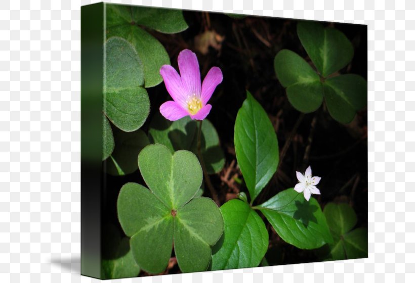 Petal Leaf Flowering Plant, PNG, 650x560px, Petal, Flora, Flower, Flowering Plant, Leaf Download Free