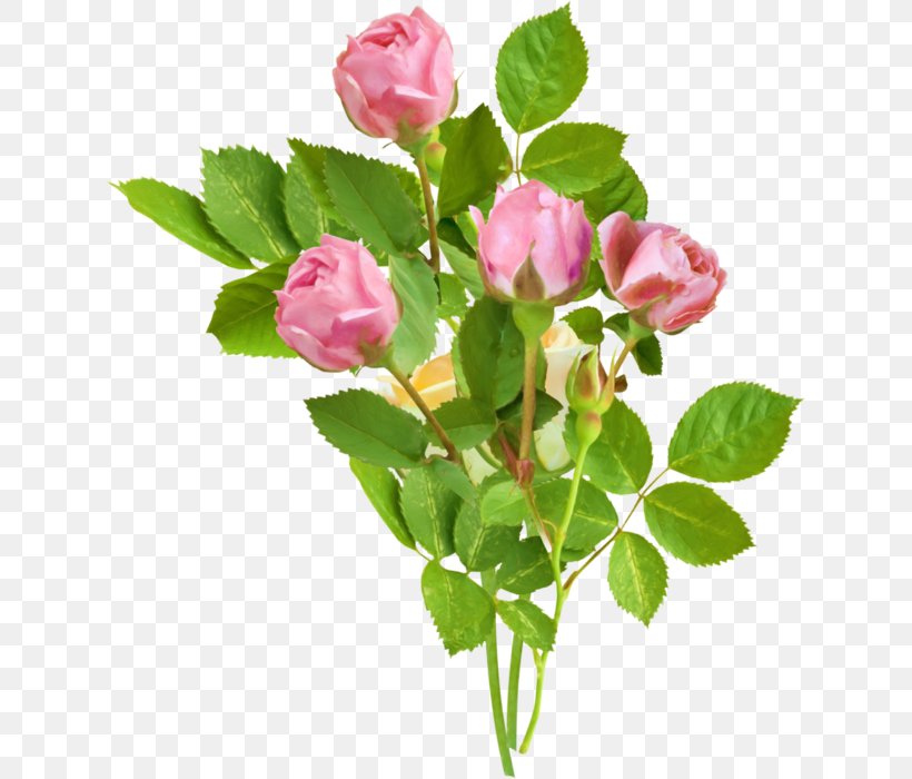 Rose Flower Drawing Animation Clip Art, PNG, 629x700px, Rose, Animation, Branch, Bud, China Rose Download Free