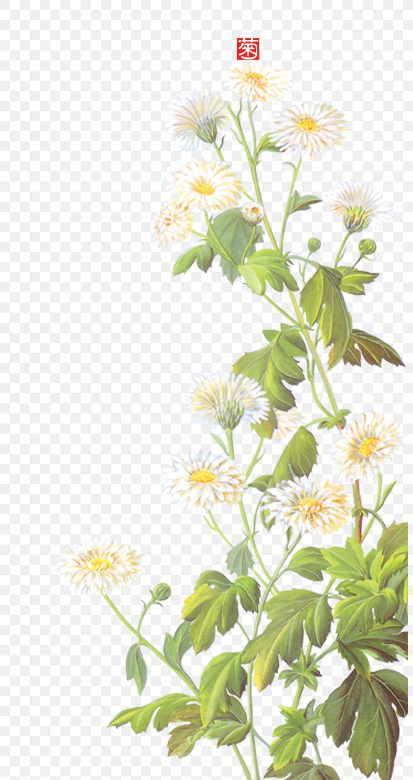 Daisy Background Material, PNG, 800x1547px, Photography, Branch, Flora, Floral Design, Floristry Download Free