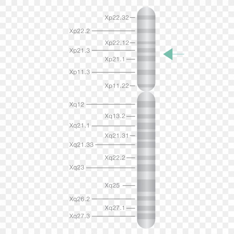 Duchenne Muscular Distrophy X Chromosome Genetic Testing Dystrophin Muscular Dystrophy, PNG, 1200x1200px, Duchenne Muscular Distrophy, Carrier Testing, Diagram, Duchenne De Boulogne, Dystrophin Download Free