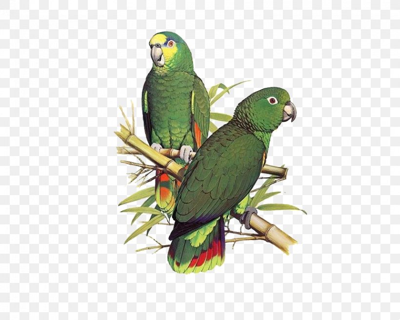 Parrot Bird Scaly-naped Amazon Illustration, PNG, 860x688px, Parrot, Alexandrine Parakeet, Amazon Parrot, Animal, Beak Download Free