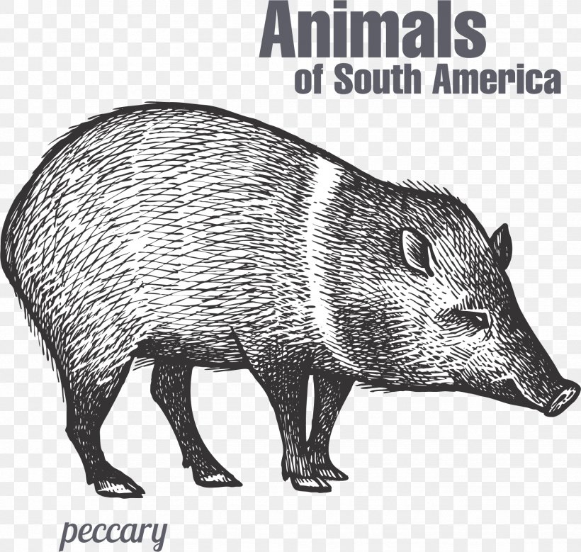 Peccary Drawing Sketch, PNG, 1747x1661px, Peccary, Animal, Art, Black And White, Drawing Download Free