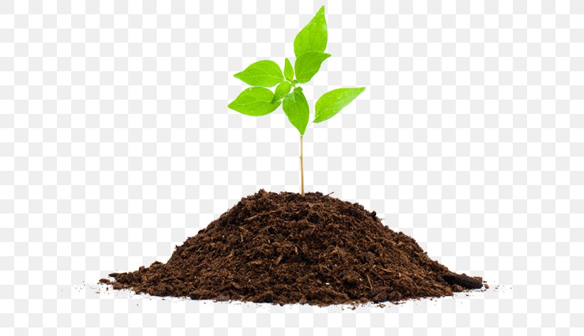 Seedling Plant Soil Root Compost, PNG, 657x472px, Seedling, Common Sunflower, Compost, Cutting, Industry Download Free