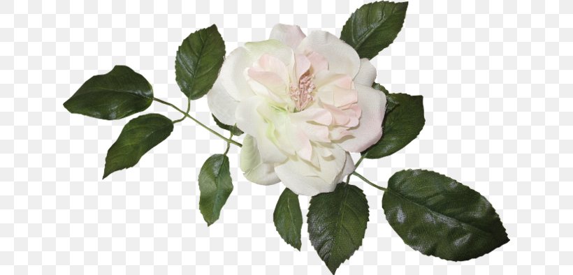 Vintage Roses: Beautiful Varieties For Home And Garden Flower Clip Art, PNG, 640x394px, Rose, Branch, Cut Flowers, Floribunda, Flower Download Free