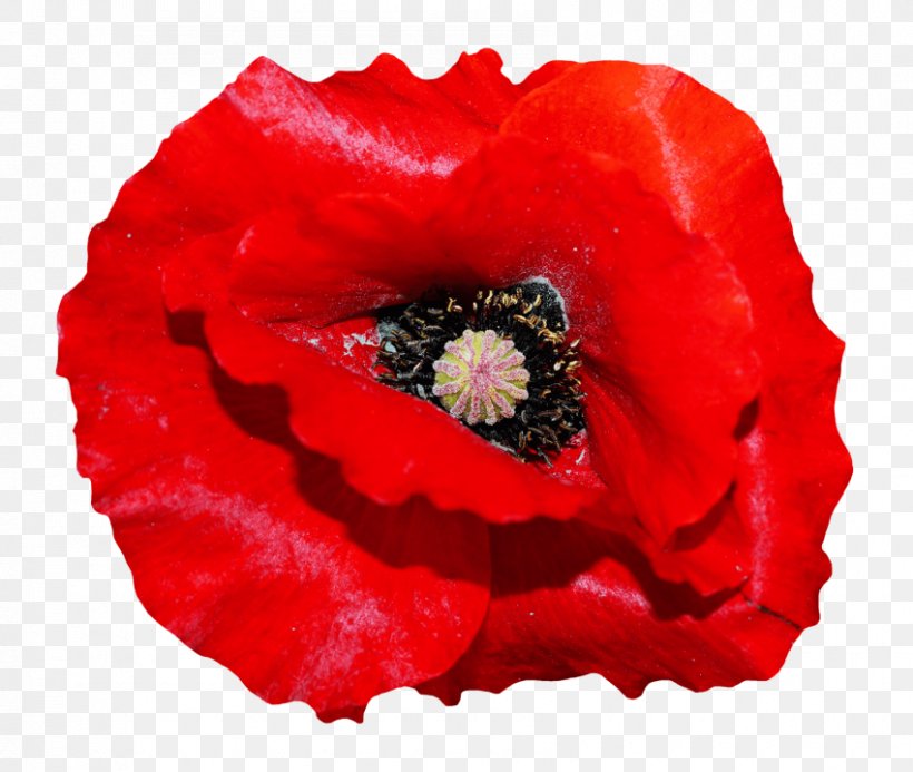 Common Poppy Stock.xchng Poppies, PNG, 850x719px, Poppy, Annual Plant, Coloring Book, Common Poppy, Coquelicot Download Free