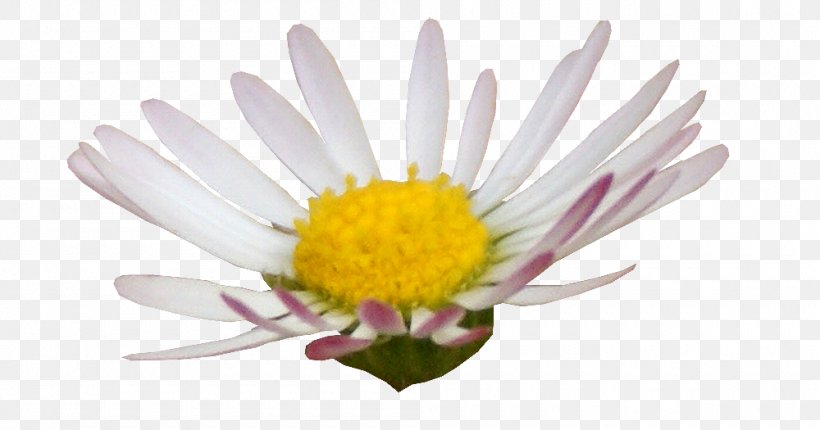 Digital Scrapbooking Photography Image Flower, PNG, 1000x525px, Digital Scrapbooking, Aster, Chrysanthemum, Chrysanths, Cut Flowers Download Free
