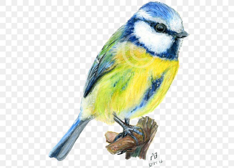 Drawing Birds Tit Watercolor Painting, PNG, 536x587px, Bird, Art, Beak, Budgerigar, Chickadee Download Free