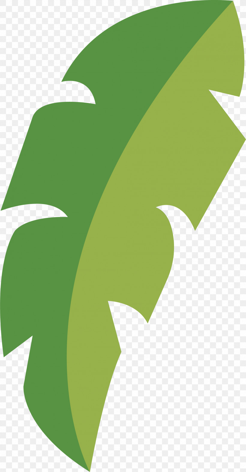 Leaf, PNG, 1991x3817px, Leaf, Angle, Biology, Green, Logo Download Free