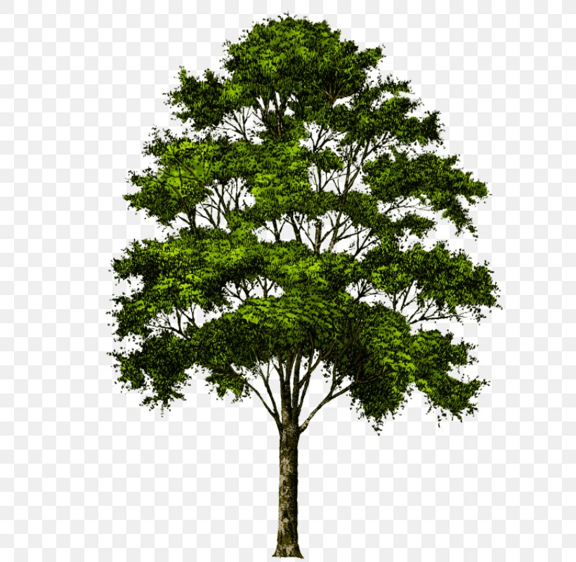 Transparency Clip Art Tree Image, PNG, 617x800px, Tree, Branch, Cottonwood, Evergreen, Grass Download Free