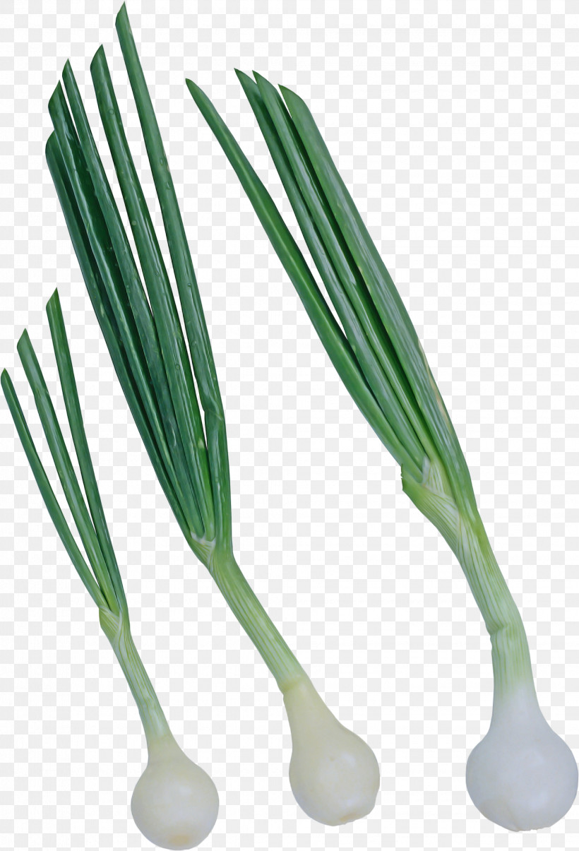 Welsh Onion Vegetable Chives Scallion Leek, PNG, 2041x3000px, Welsh Onion, Allium, Amaryllis Family, Chives, Garlic Chives Download Free