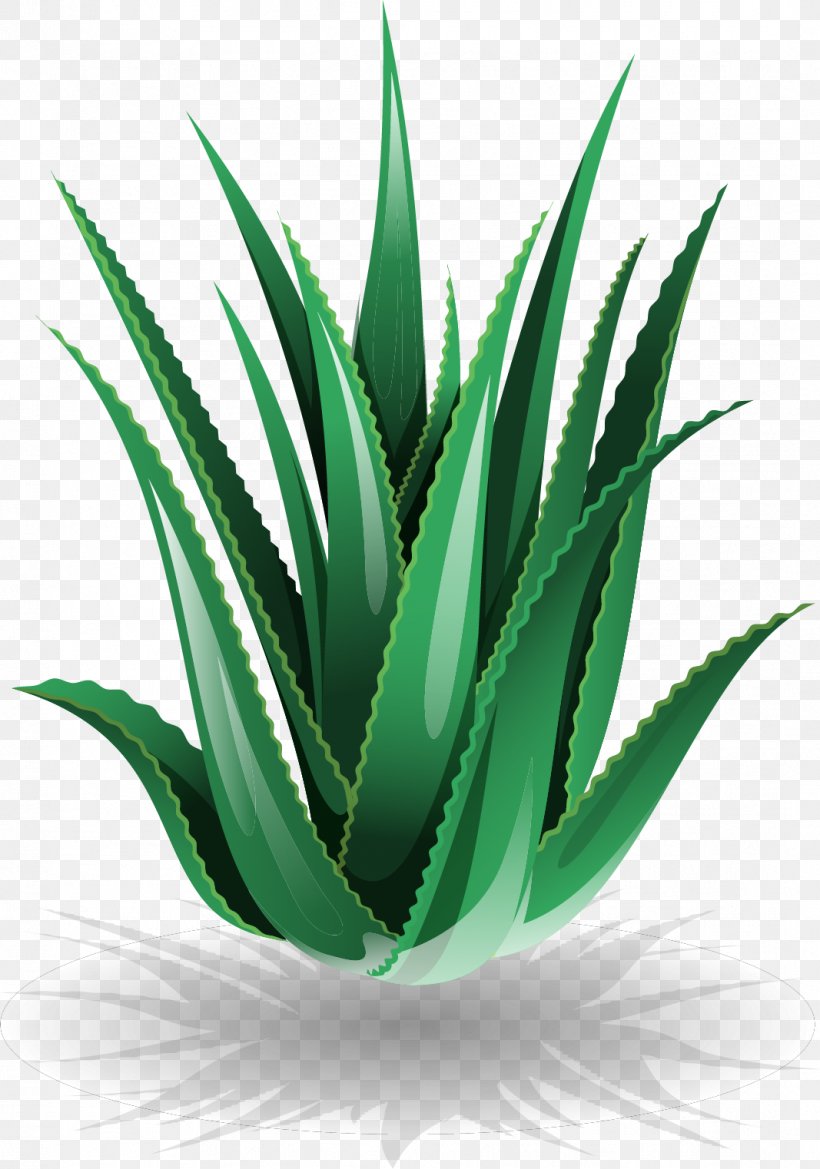 Aloe Vera Euclidean Vector Cosmetics, PNG, 1067x1522px, Aloe Vera, Agave, Agave Azul, Agave Nectar, Aloe Download Free
