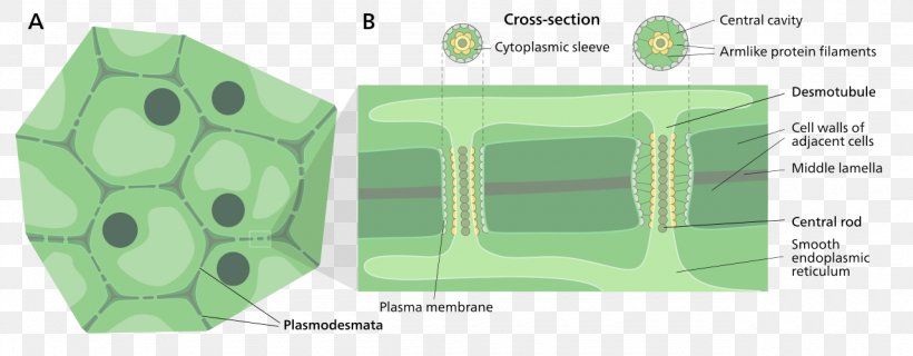 Cell Membrane Cell Membrane Plant Cell Cell Wall, PNG ...