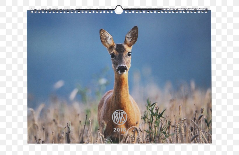 Impala RWS Hunting Deer Springbok, PNG, 800x533px, 2018, Impala, Antelope, Antler, Calendar Download Free