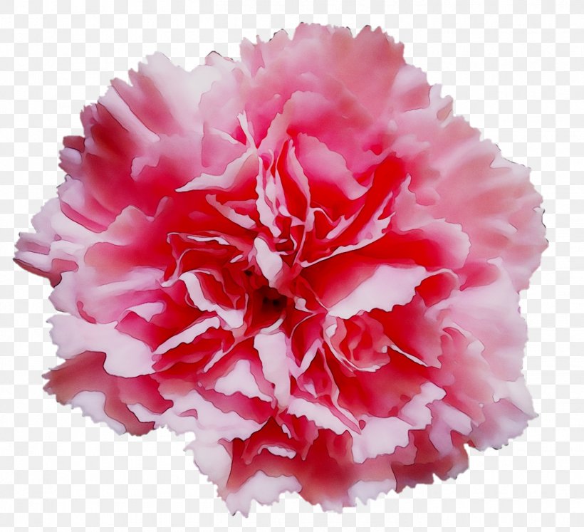 Tissue Paper Flower Carnation Pom-pom, PNG, 1405x1281px, Paper, Bunting, Carnation, Chinese Peony, Common Peony Download Free