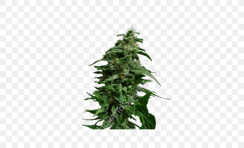 Cannabis Hemp, PNG, 500x500px, Cannabis, Hemp, Hemp Family, Plant Download Free