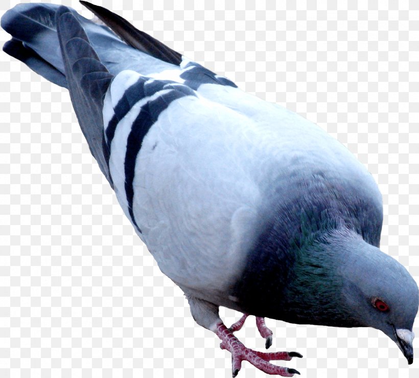 Columbidae Domestic Pigeon Squab Clip Art, PNG, 1664x1501px, Columbidae, Beak, Bird, Domestic Pigeon, Fauna Download Free