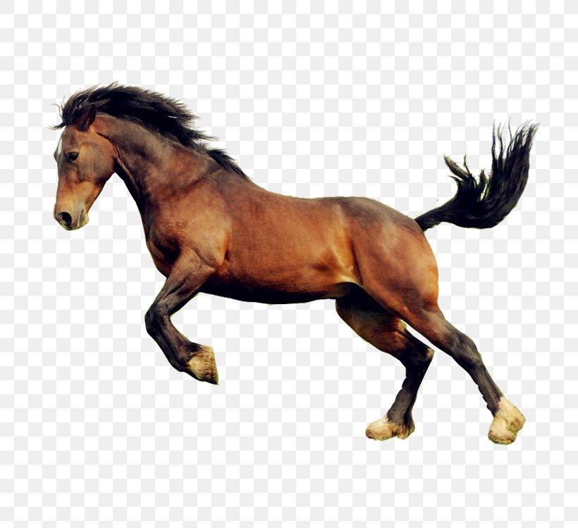 Horse Image Download Mare & Colt, PNG, 750x750px, Horse, Animal Figure, Bridle, Data, Horse Like Mammal Download Free