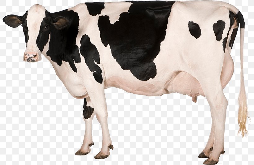 Milk Protein Superfood Cattle Nutrient, PNG, 803x534px, Milk, Bodybuilding Supplement, Calf, Cattle, Cattle Like Mammal Download Free
