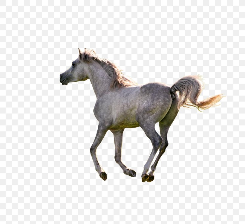 American Paint Horse Rocky Mountain Horse Colt Pony Wallpaper, PNG, 750x750px, American Paint Horse, Animal, Colt, Equestrianism, Filly Download Free