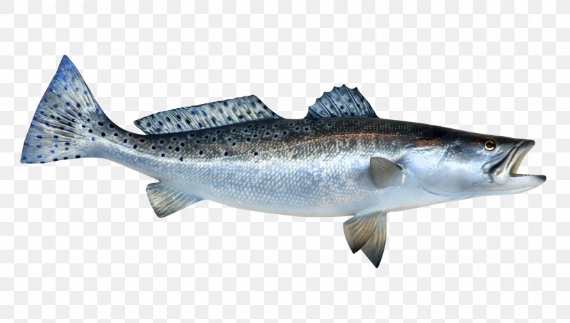 Fish Sardine, PNG, 2590x1475px, Fish, Alka Yagnik, Barramundi, Bony Fish, Coho Download Free