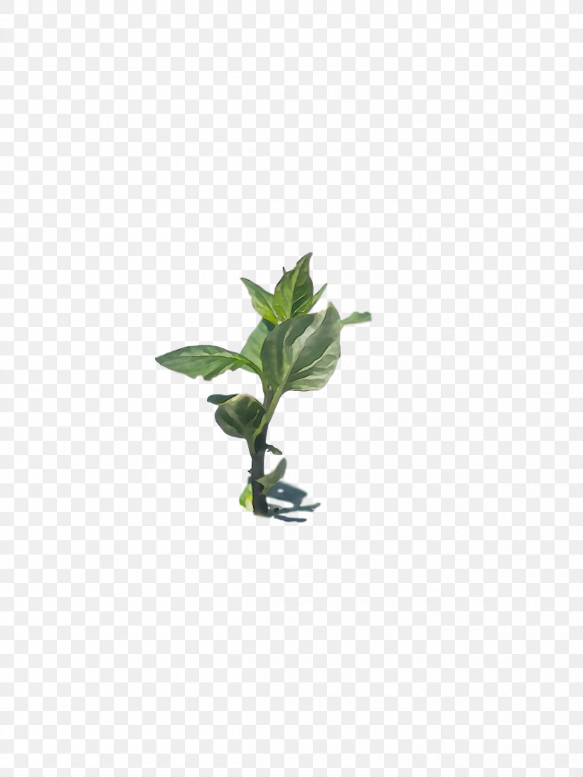 Leaf Plant Stem Aquarium Decor Flowerpot Herb, PNG, 1200x1600px, Watercolor, Aquarium, Aquarium Decor, Biology, Flowerpot Download Free