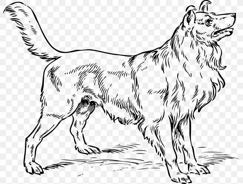 Rough Collie Border Collie Old English Sheepdog Puppy Drawing, PNG, 800x623px, Rough Collie, Animal Figure, Artwork, Bark, Black And White Download Free