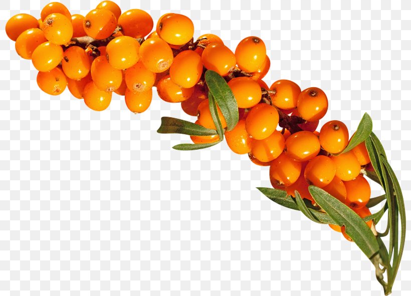 Sea Buckthorns Download Sea Buckthorn Oil Clip Art, PNG, 800x591px, Sea Buckthorns, Archive File, Berry, Food, Fruit Download Free