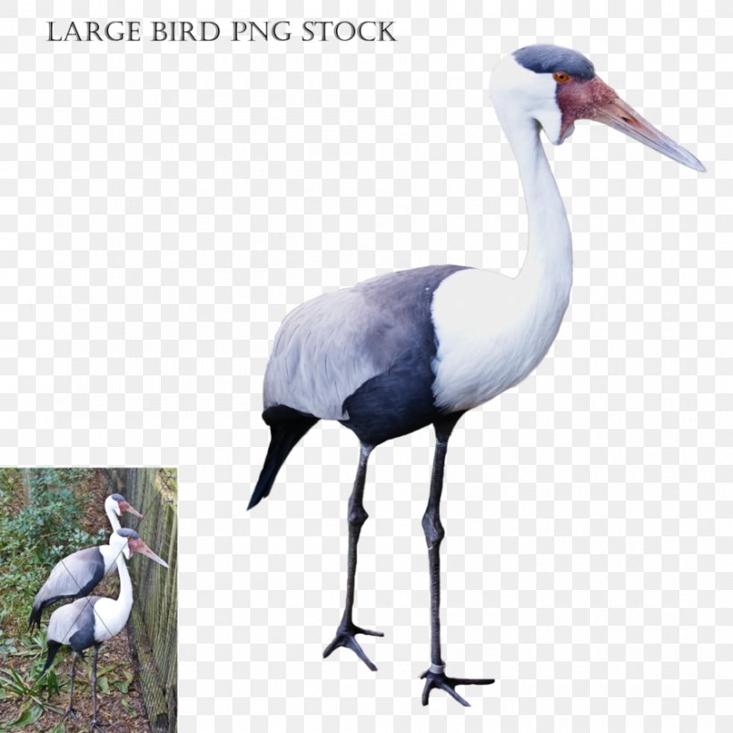 Bird Crane Stork Bald Eagle, PNG, 894x894px, Bird, Animal, Bald Eagle, Beak, Bird Feeders Download Free