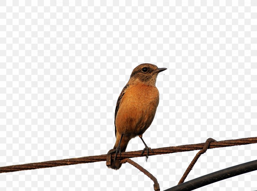 Bird High Voltage, PNG, 2610x1950px, Bird, Beak, Common Nightingale, Fauna, Finch Download Free