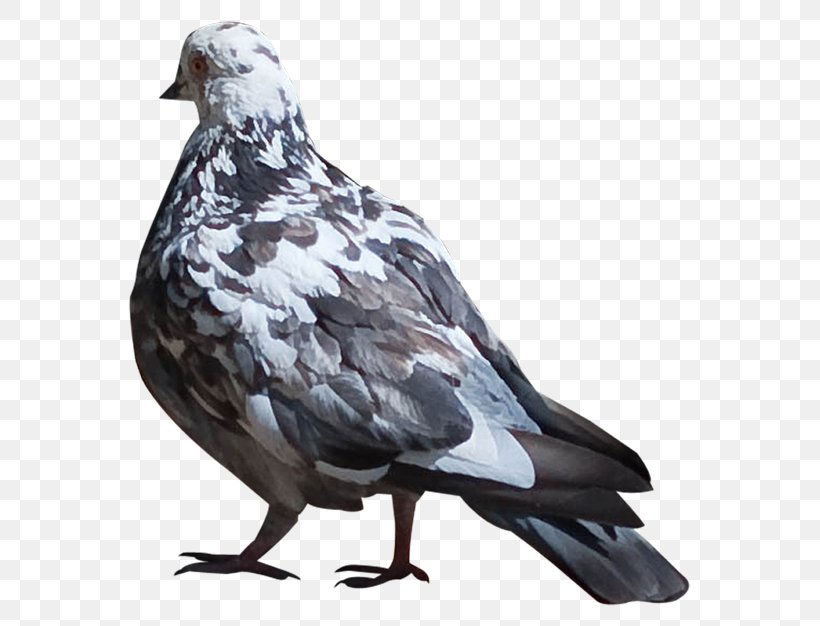 Columbidae Domestic Pigeon Bird Animal Clip Art, PNG, 600x626px, Columbidae, Animal, Beak, Bird, Domestic Pigeon Download Free