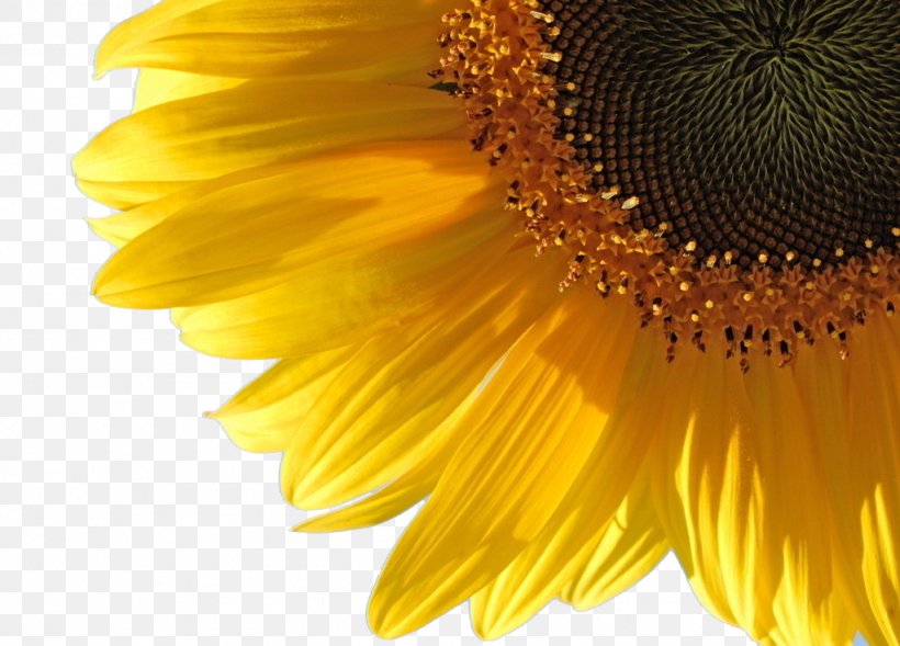 Common Sunflower Sunflower Oil Water Wallpaper, PNG, 1024x736px, Common Sunflower, Blog, Color, Computer, Daisy Family Download Free