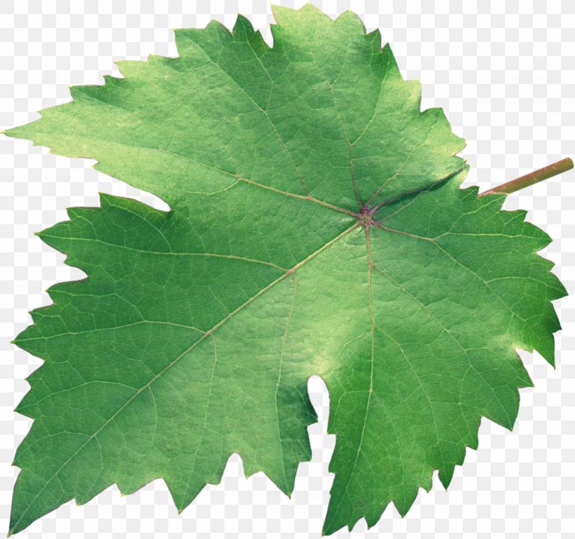 Grapevines Grape Leaves Plane Trees Leaf, PNG, 2765x2594px, Grapevines, Family M Invest Doo, Grape Leaves, Grapevine Family, Leaf Download Free