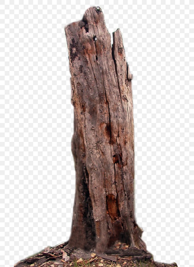 Tree Trunk Branch Wood, PNG, 707x1129px, Tree, Branch, Photography, Rock, Sculpture Download Free